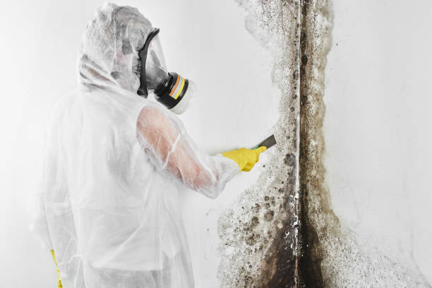Best Preventive Mold Services in Poplarville, MS