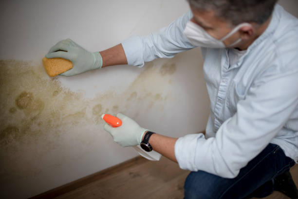 Best Health and Safety Mold Remediation in Poplarville, MS