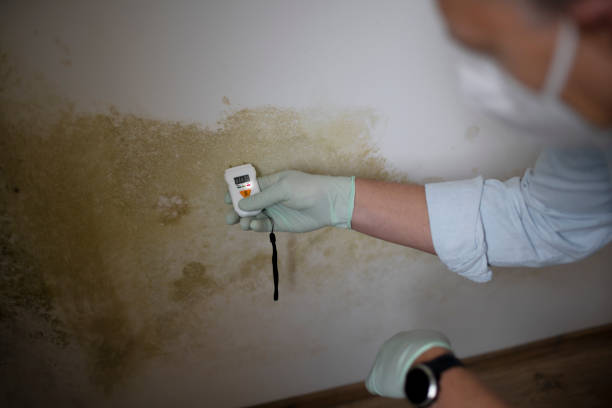 Professional Mold Remediation in Poplarville, MS